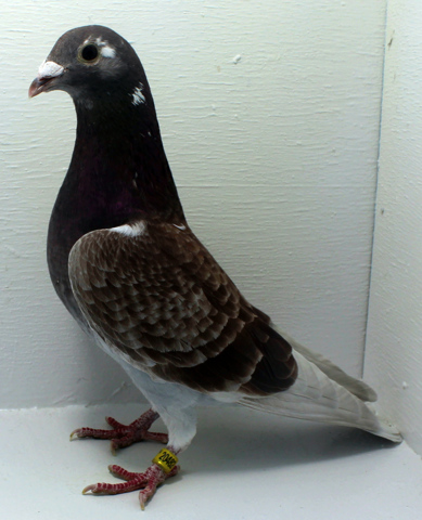 Homing pigeon facts for kids
